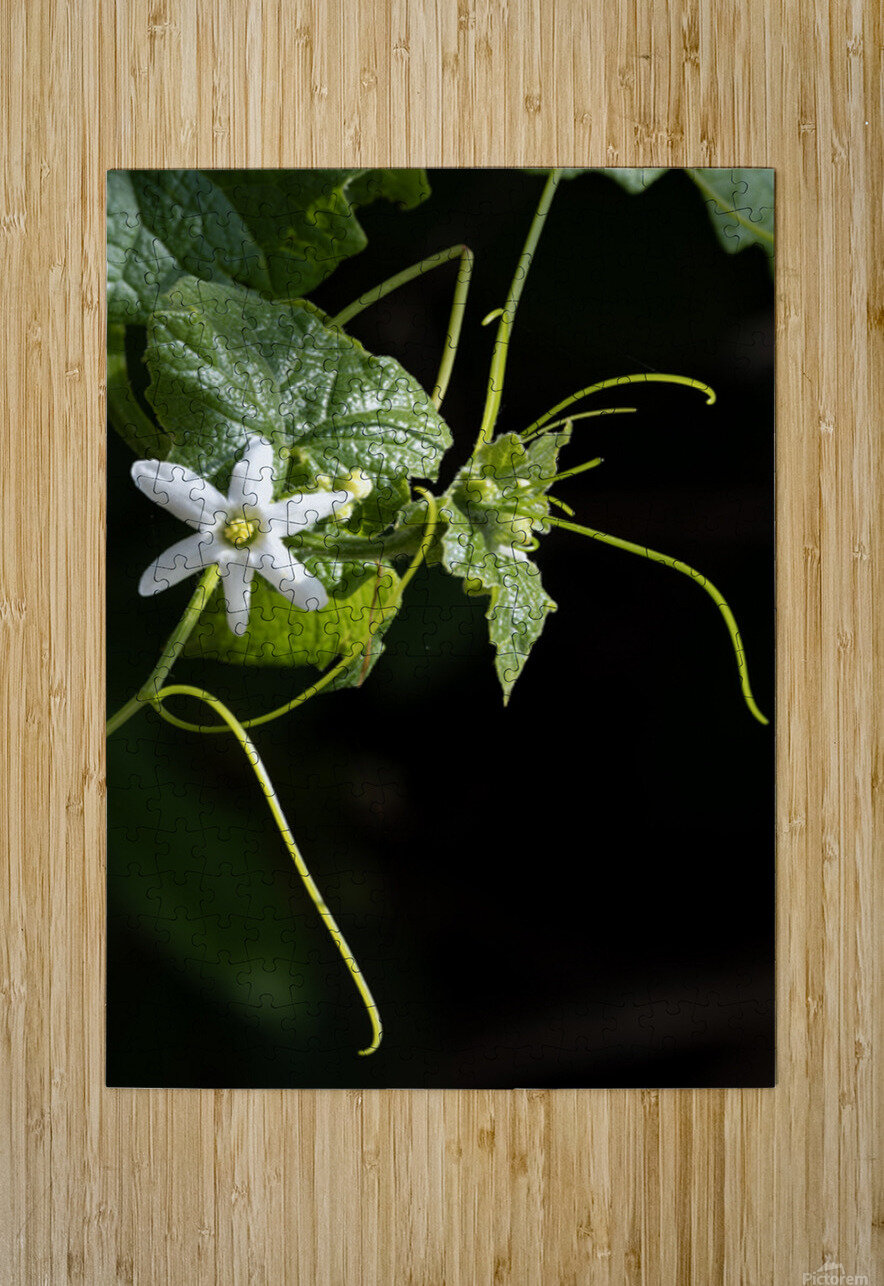 Wild cucumber Blossom close up Lisa von Biela Puzzle printing