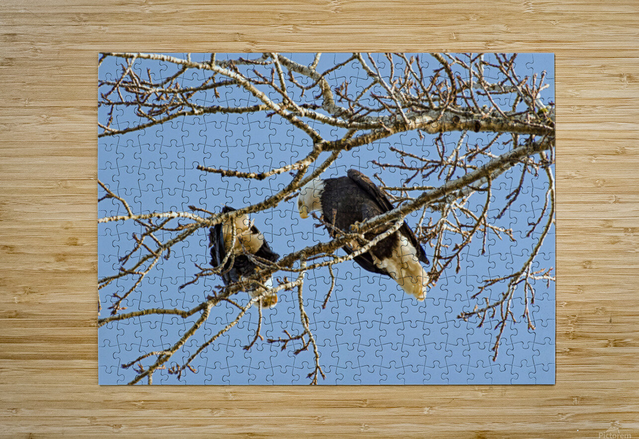 Bald Eagle pair looking into each others eyes Lisa von Biela Puzzle printing