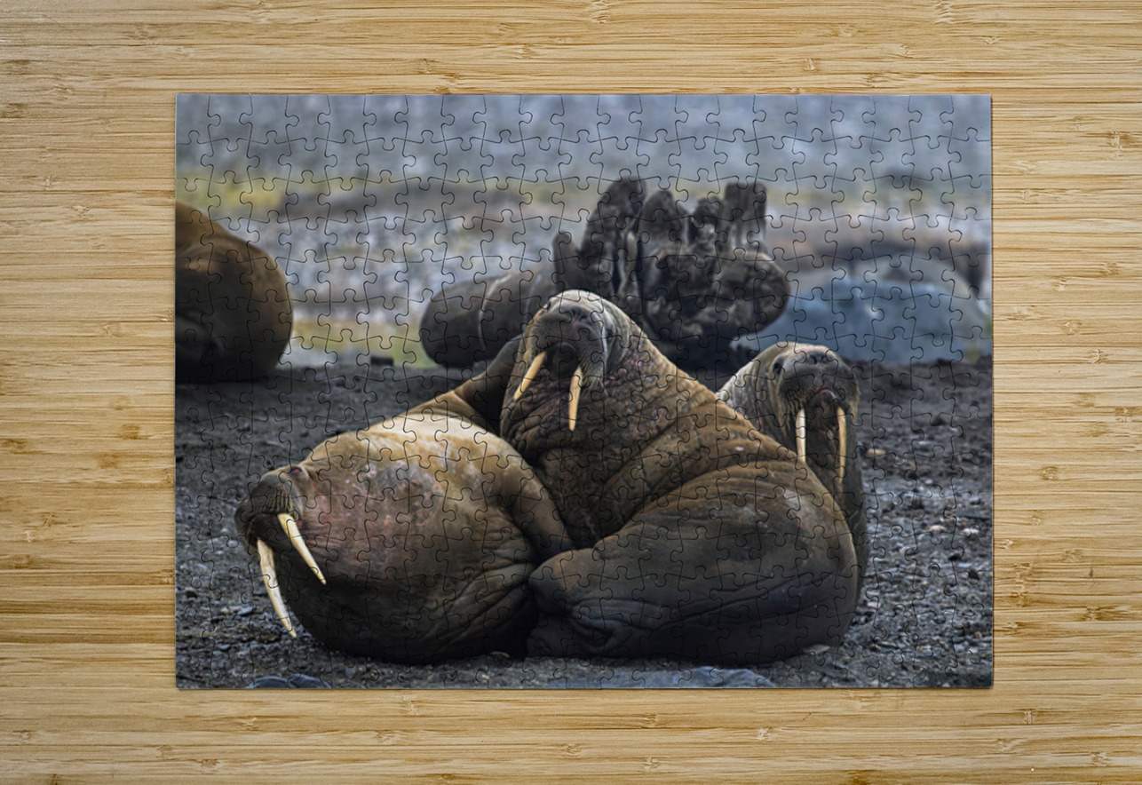 WALRUS TRIO Doug Sturgess Puzzle printing