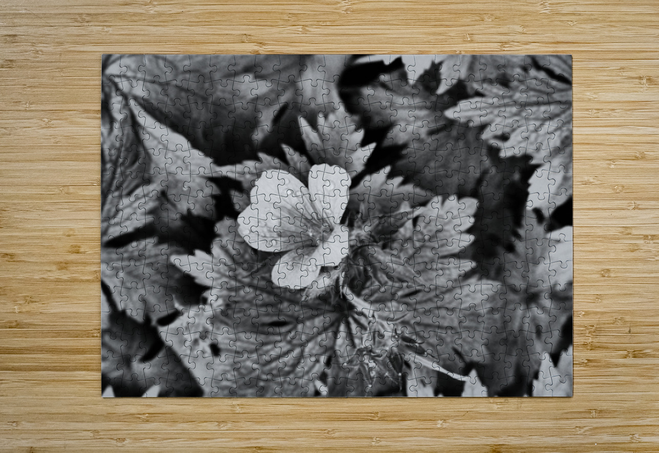 Monochrome Dew Kissed Geranium   Catriona Roberts Nature Photography and Designs Puzzle printing