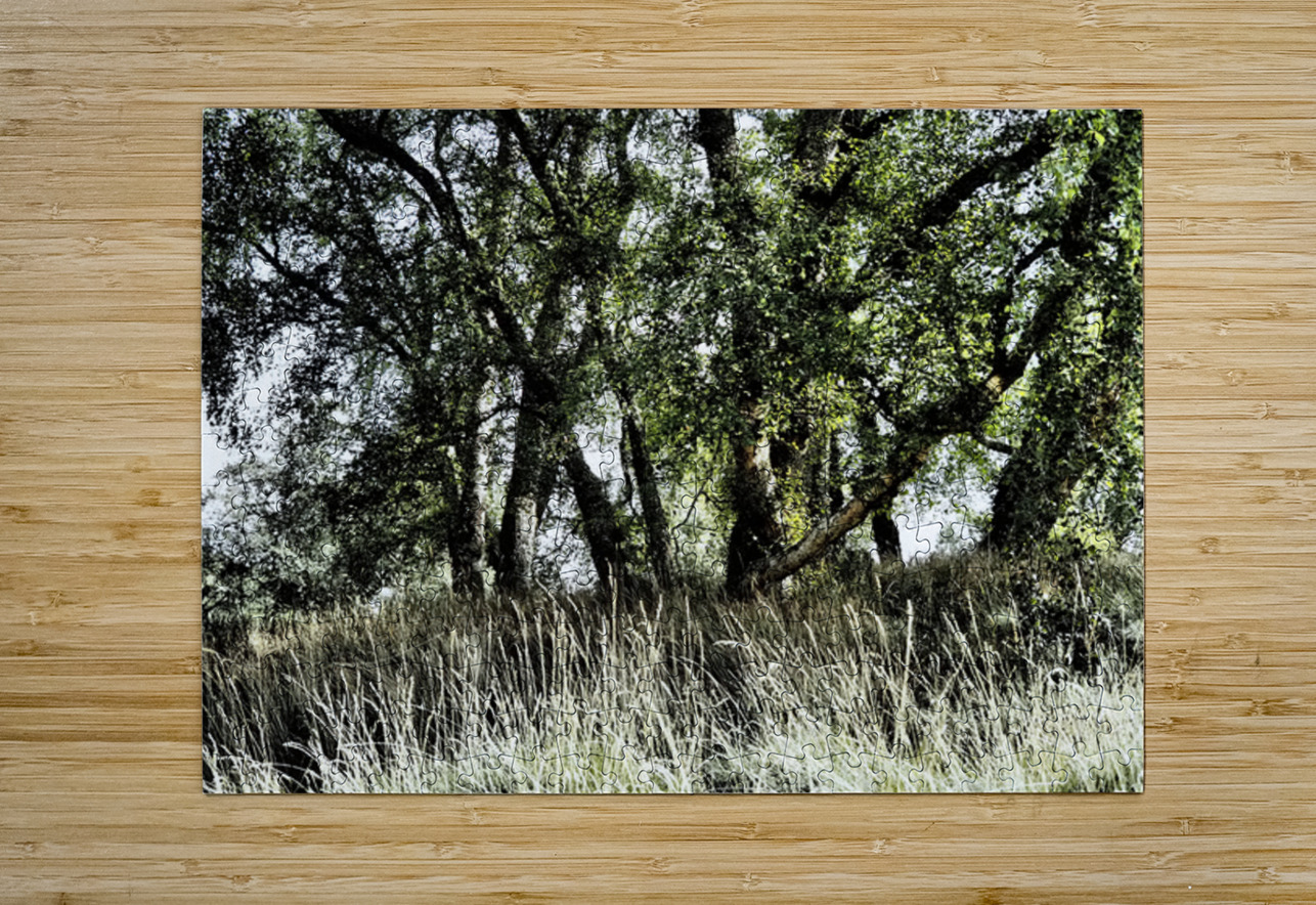 The Summer Birch Trees                                                                                                                       Catriona Roberts Nature Photography and Designs Puzzle printing