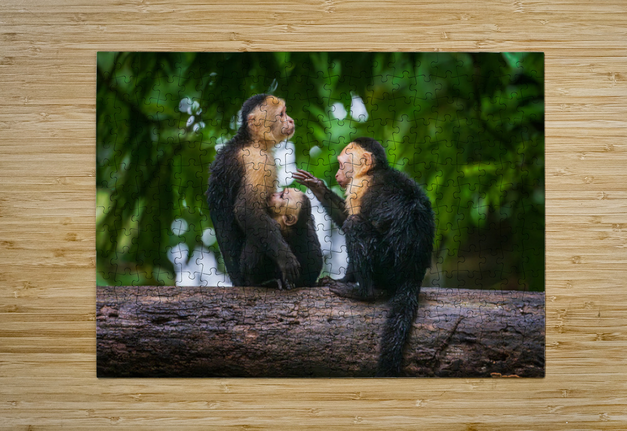 Close up of a family or group of white faced Capuchin Monkeys in Steve Heap Puzzle printing