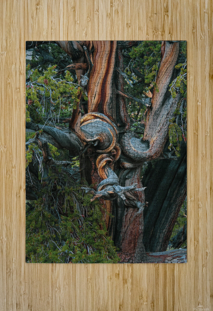 Gnarls Nicholas Puzzle printing