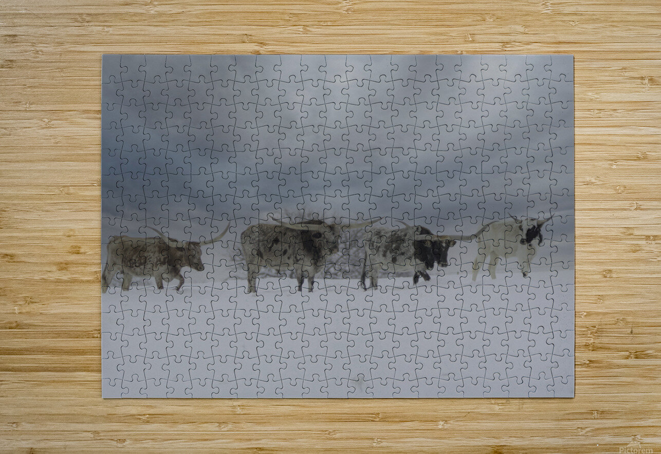 Longhorns Susan Diann Photography Puzzle printing