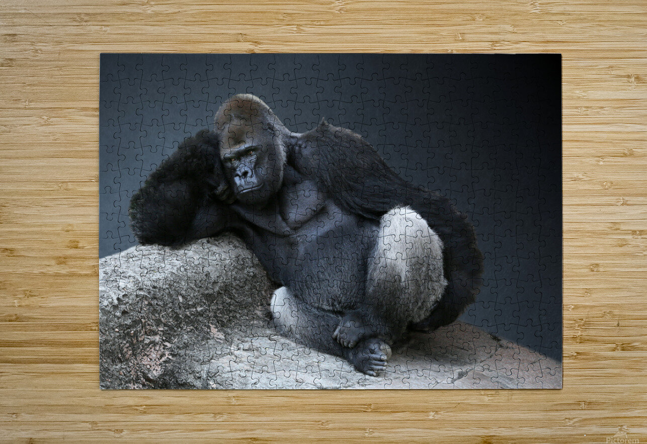 Off Duty Male Gorilla 7x5 by Studio Dalio Wall Art