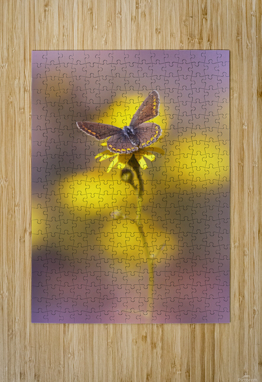 icaro 1x Puzzle printing