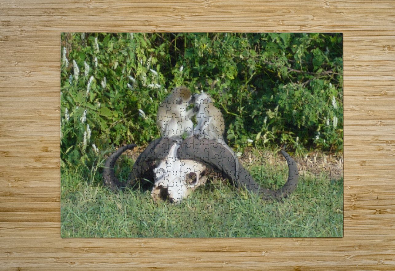 JPTCM 6 James Cooke Puzzle printing