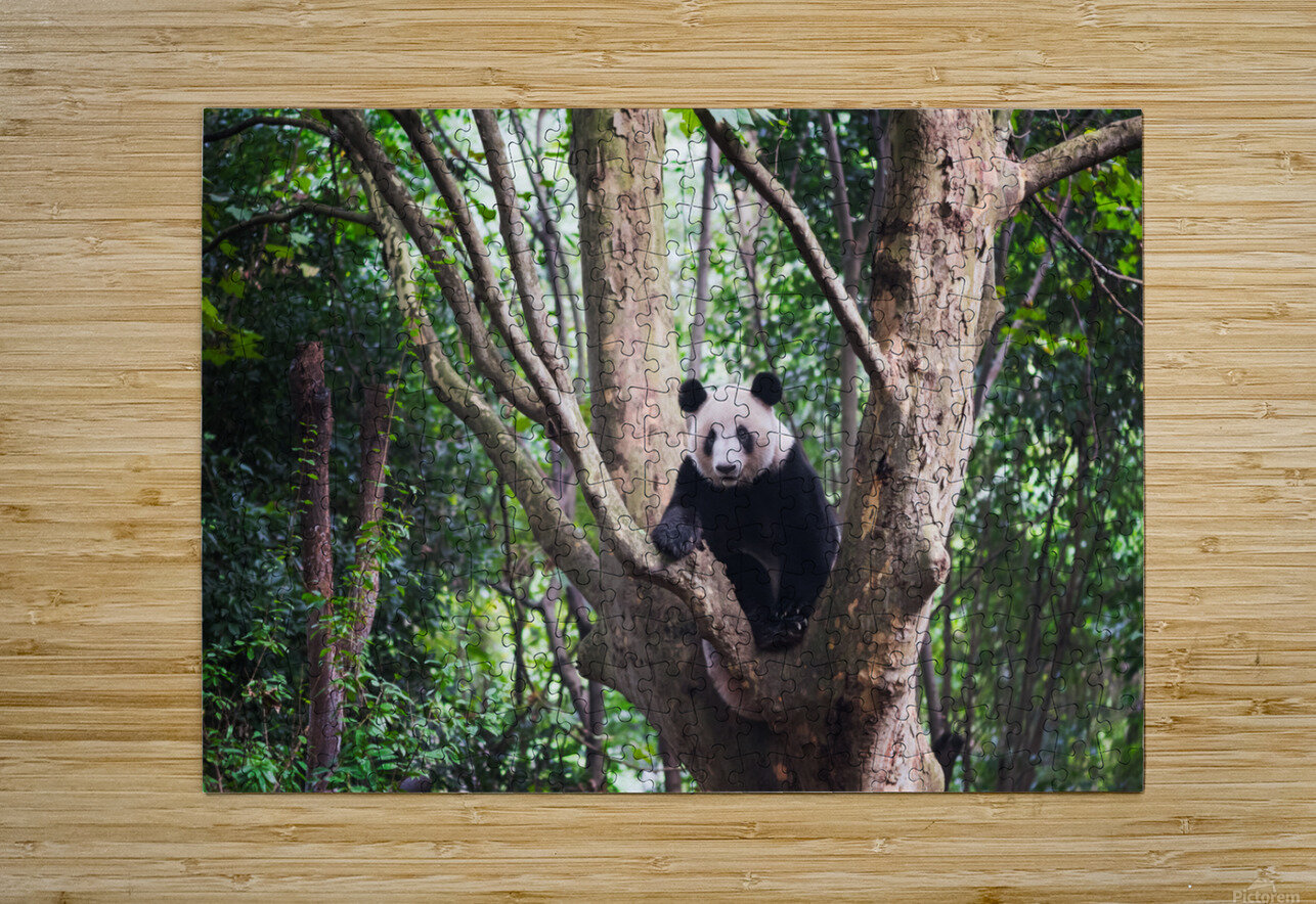 Giant panda in a tree  in Chengdu Philippe Lejeanvre Puzzle printing