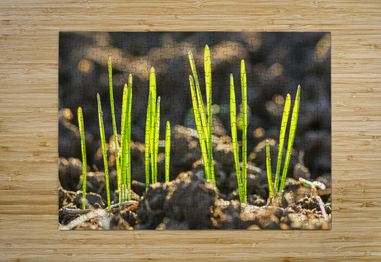 Spring caladoart Puzzle printing