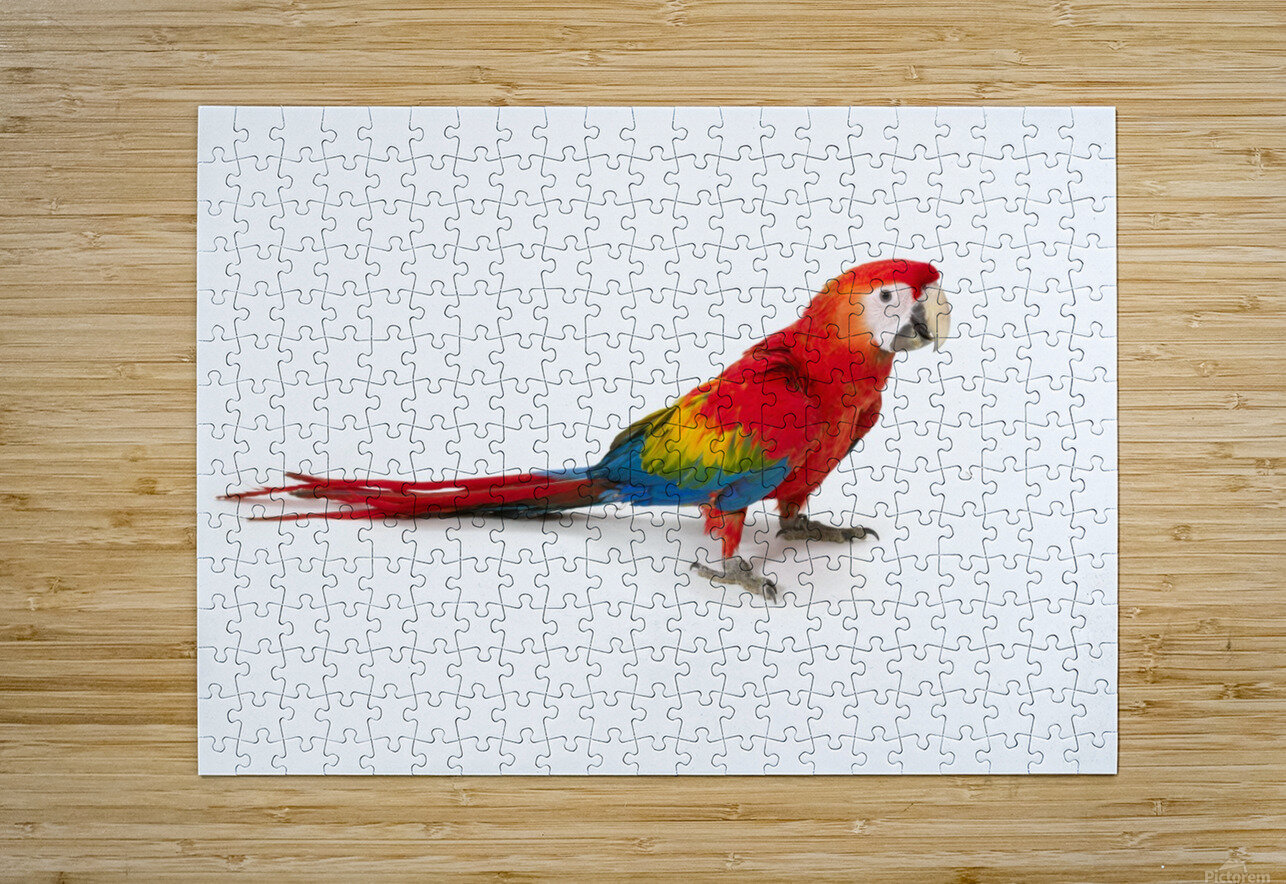 A scarlet macaw parrot on white background  HD Metal print with Floating Frame on Back
