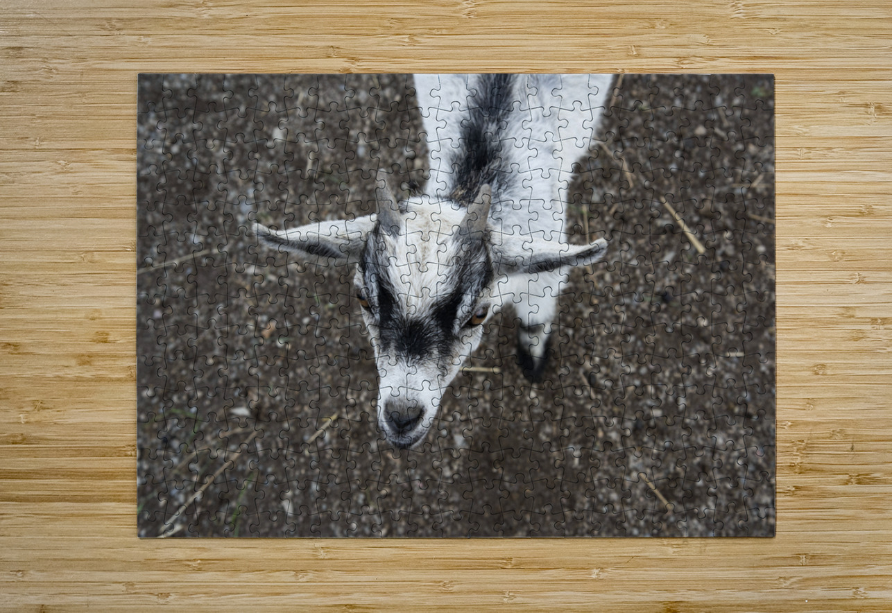 Bebe chevre Melissa Lefebvre Impression de puzzle