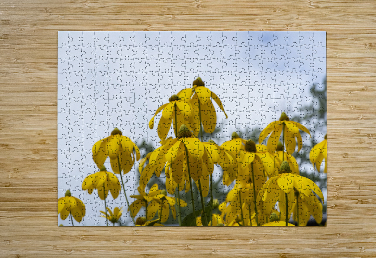 Tournesol naturel Melissa Lefebvre Puzzle printing