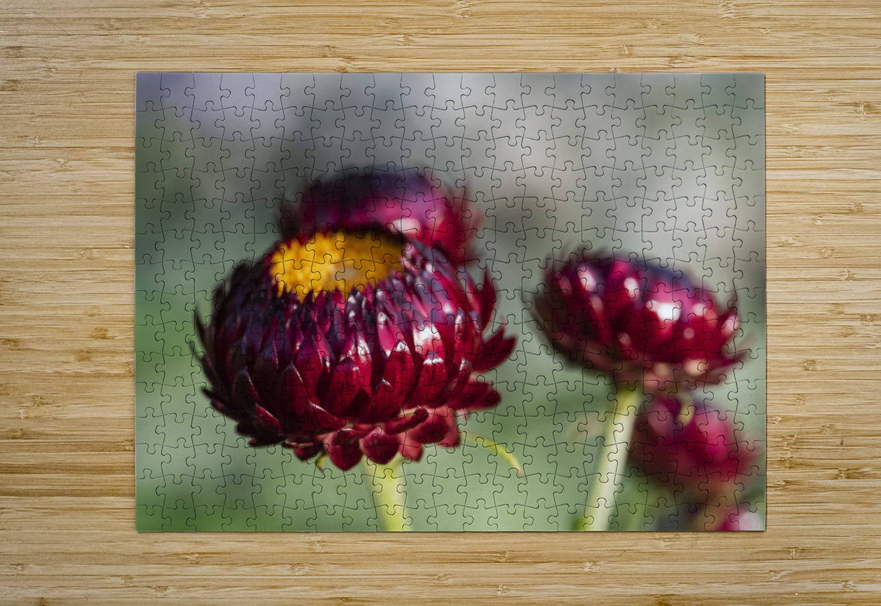  immortelle a bracteesfleur Melissa Lefebvre Impression de puzzle