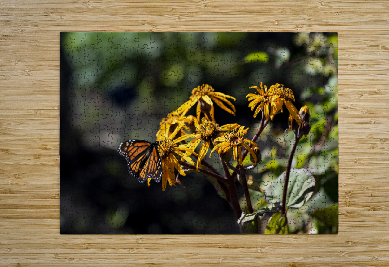Distant Monarch: Butterfly on Yellow Flowers Melissa Lefebvre Puzzle printing