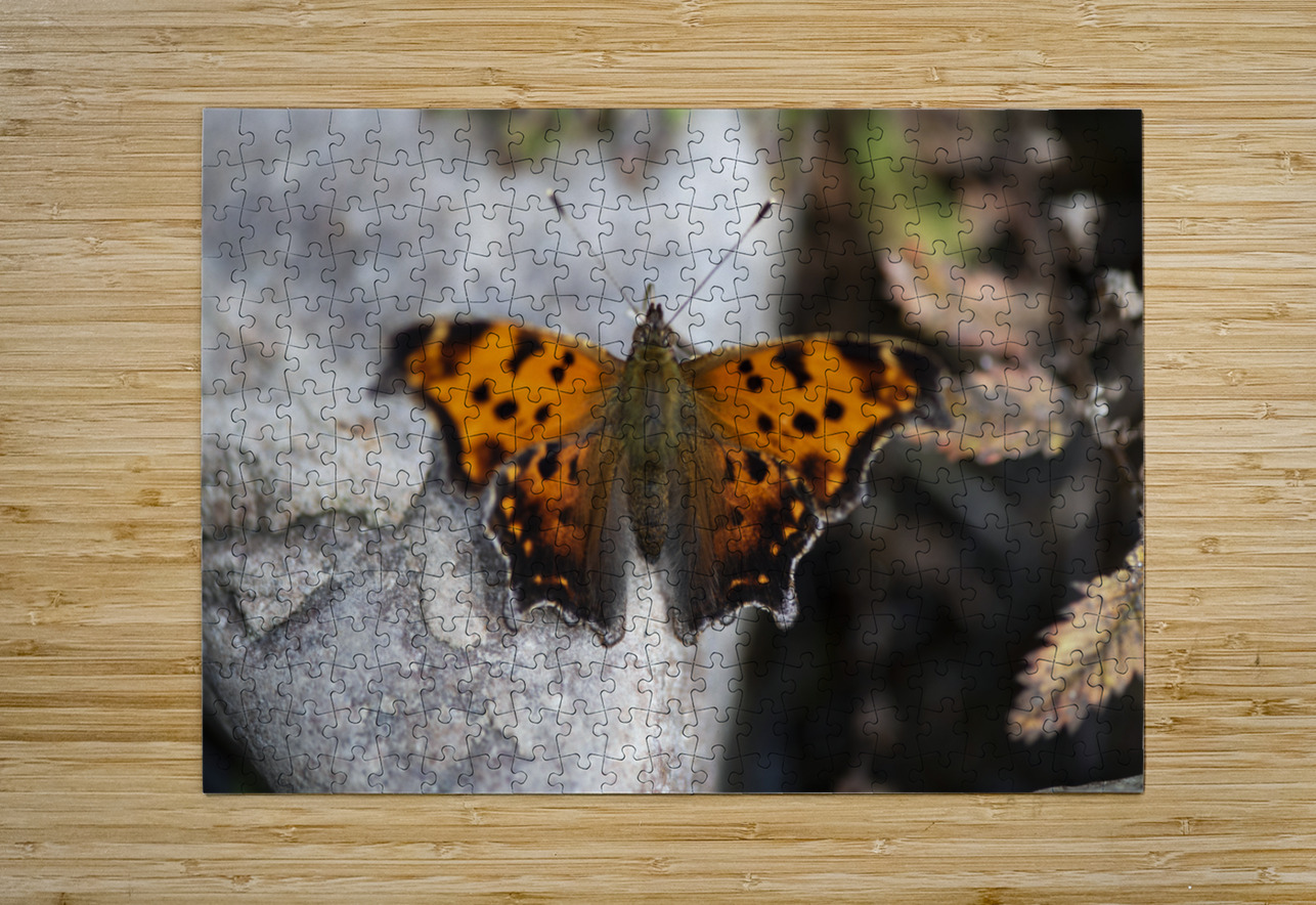 Resting Radiance: Orange-Winged Butterfly on Grey Rock Melissa Lefebvre Puzzle printing