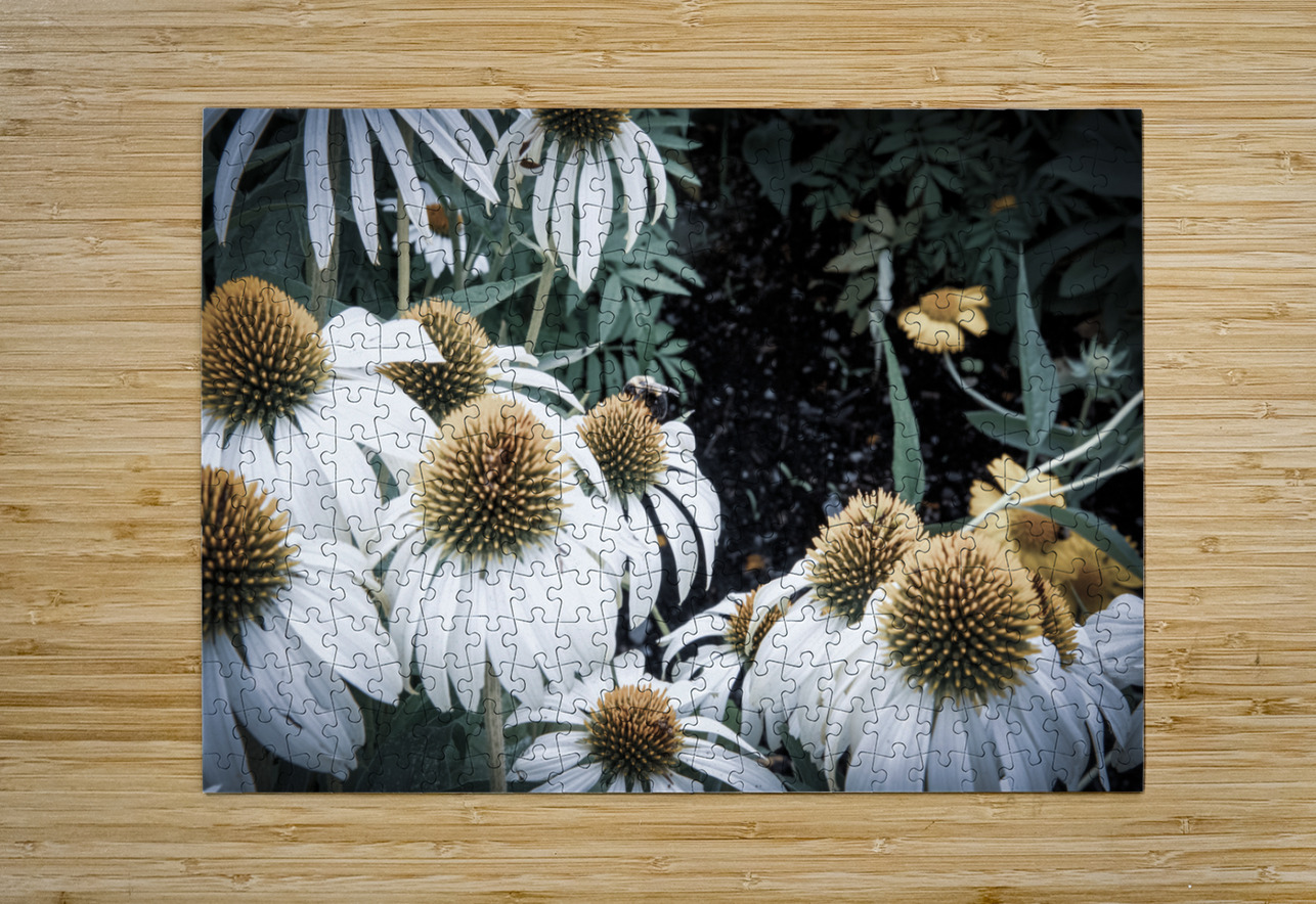 Splendeur botanique : Champs de fleurs dEchinace capture en macro avec une touche de desaturation Melissa Lefebvre Puzzle printing