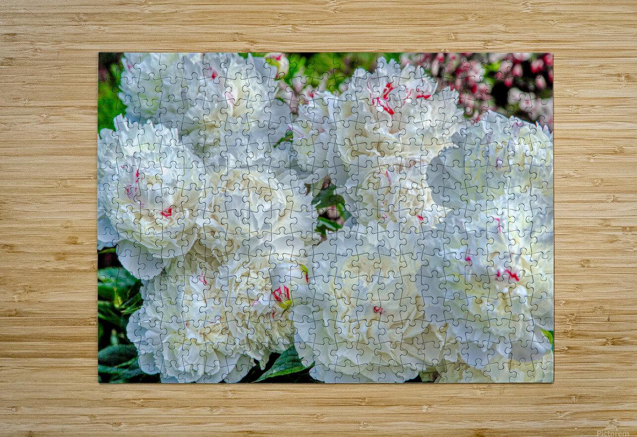 Group of White Peonies Thea Menagh Puzzle printing