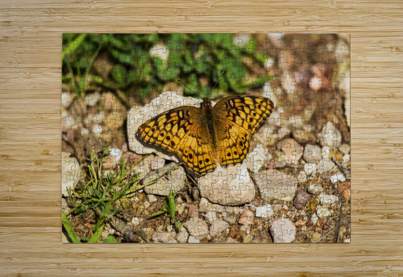 A Variegated Fritillary Butterfly (Euptoieta claudia) soaks up sunlight; Tahlequah, Oklahoma, United States of America  HD Metal print with Floating Frame on Back