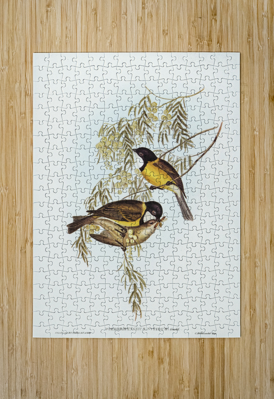 Blue Shining Flycatcher Piezorhynchus nitidus illustrated by Elizabeth Gould 1804–1841 for John Gould’s 1804-1881 Birds of Australia  IStockHistory com Puzzle printing