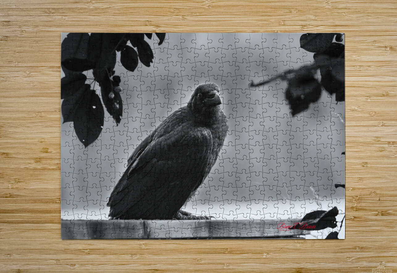 Raven in Black and White Bruce Brown Puzzle printing