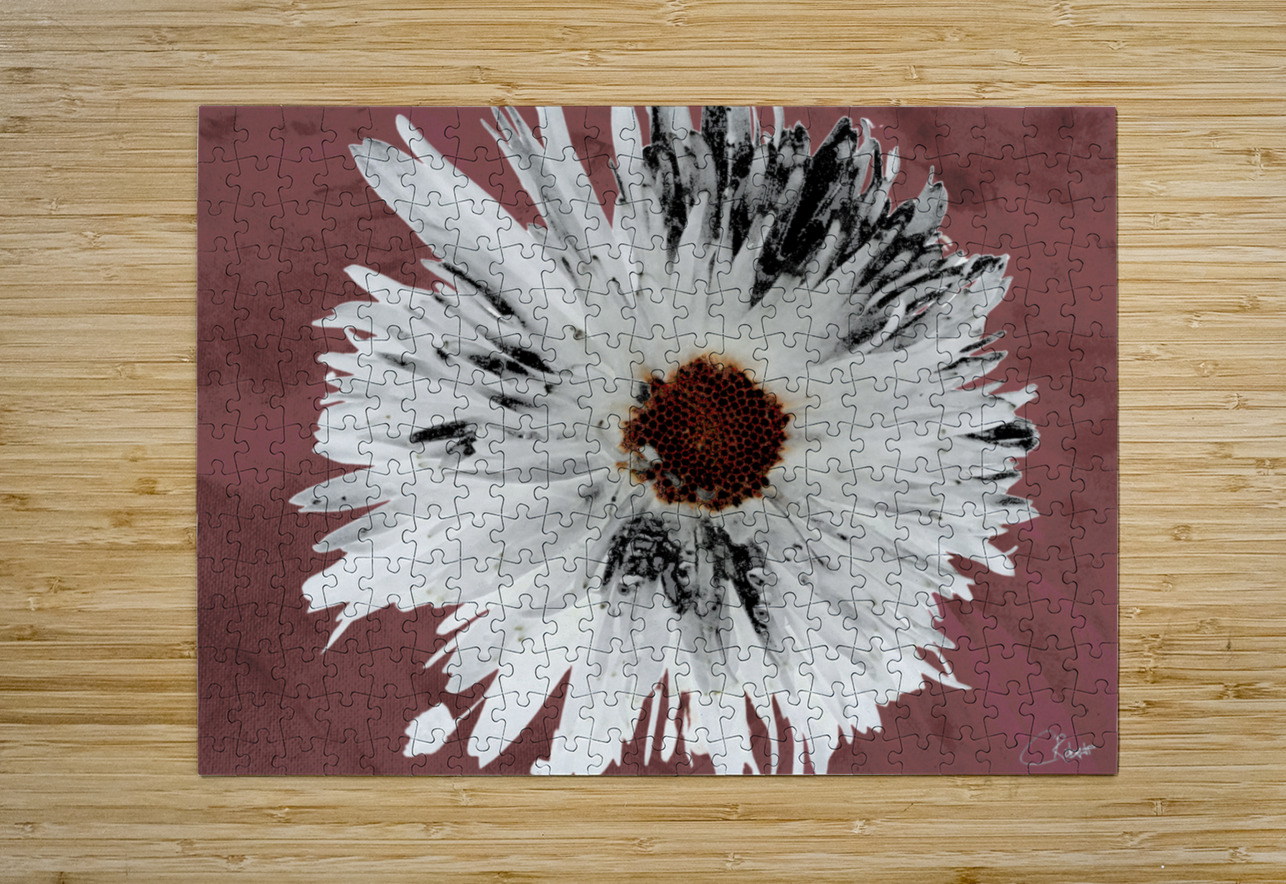  Light Distressed Daisy Flower with Dark Centre on an Abstract Background Catriona Roberts Nature Photography and Designs Puzzle printing