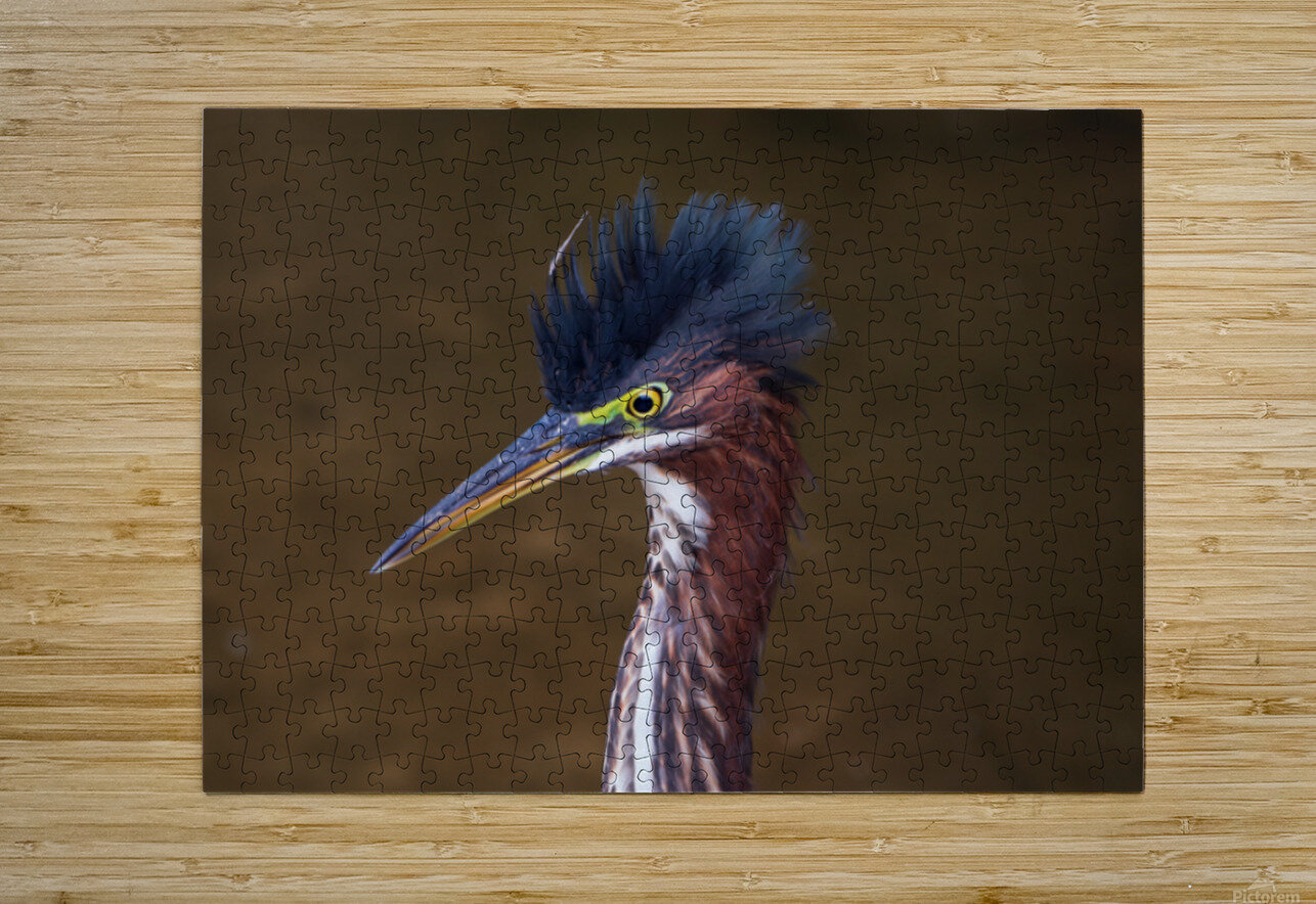 Green Heron - Flushed and Fabulous Chad Meyer Impression de puzzle