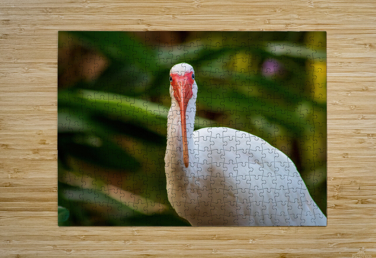 The Happy Ibis Chad Meyer Puzzle printing