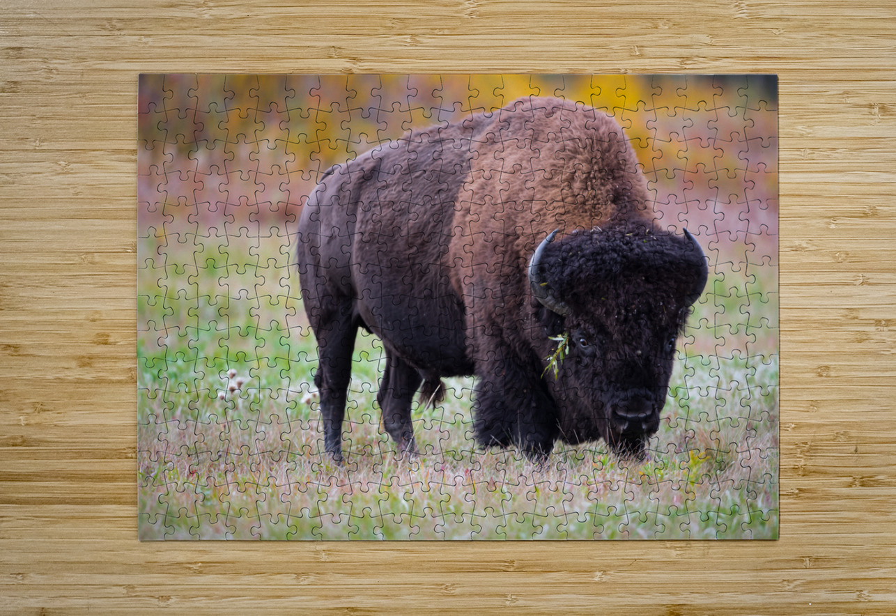 Bulls Eye - Manitoba Bison Kevin Smith Puzzle printing