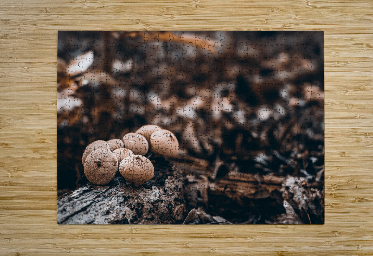 Mystical Fungi: Clustered Shrooms in the Enchanted Forest Dream World Images Puzzle printing