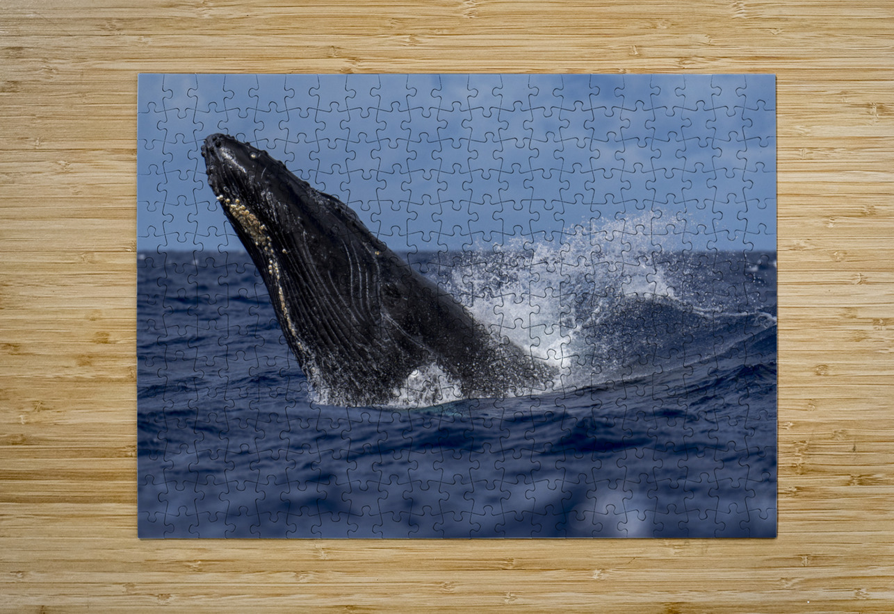 Humpback Whale Head Lunge near Lahaina Maui Hawaii David Hoffmann Puzzle printing