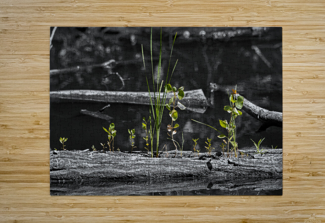 Life from the Decay B Zolle Puzzle printing