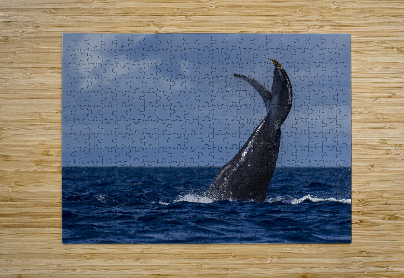 Humpback Whale Tail Slapping near Lahaina Maui Hawaii David Hoffmann Puzzle printing