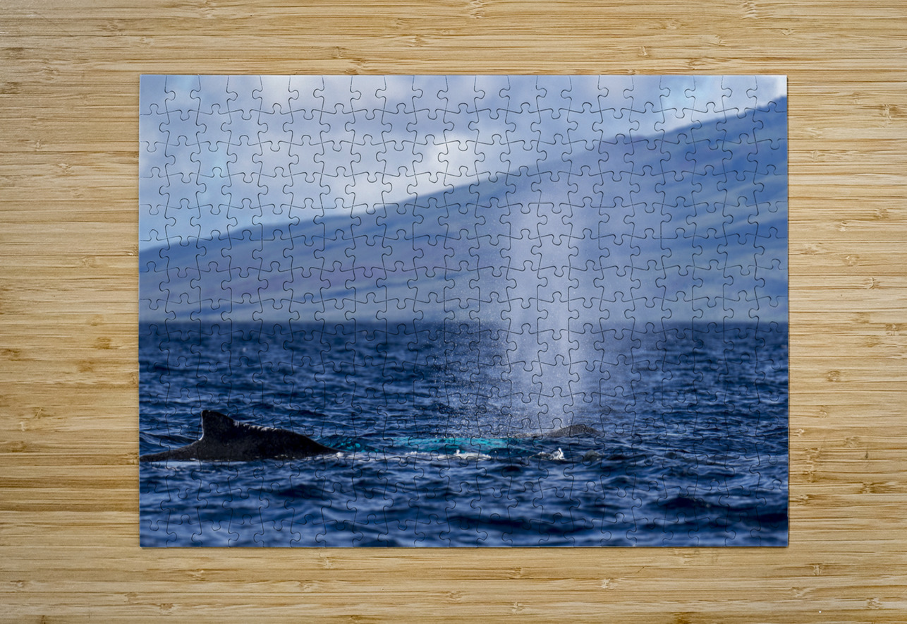 Humpback Whale Spout Blowing near Lahaina Maui Hawaii David Hoffmann Puzzle printing
