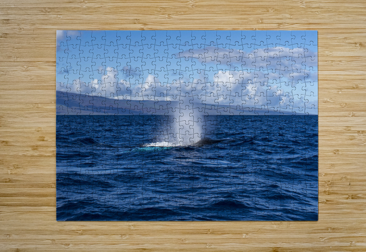 Humpback Whale Spout Blowing near Lahaina Maui Hawaii David Hoffmann Puzzle printing