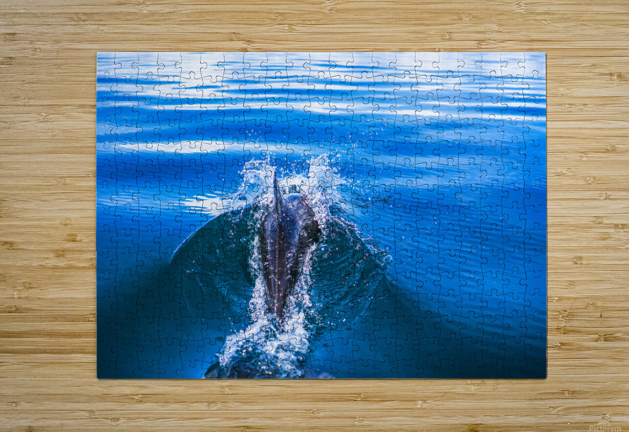 Dolphin following tour boat in Costa Rica Atelier Knox Puzzle printing