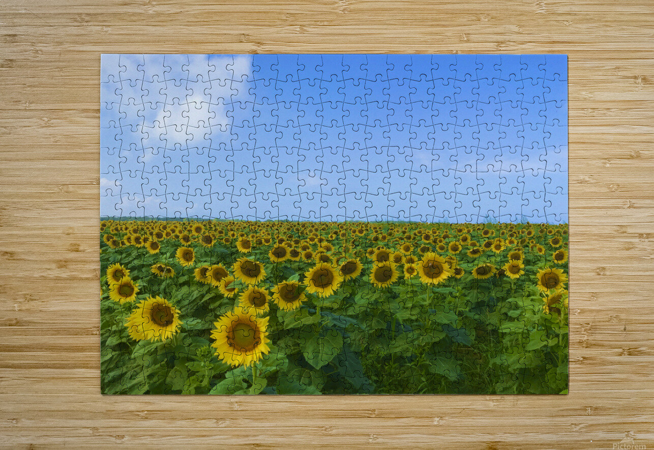 Sunflowers For Days Lisa Ann Puzzle printing