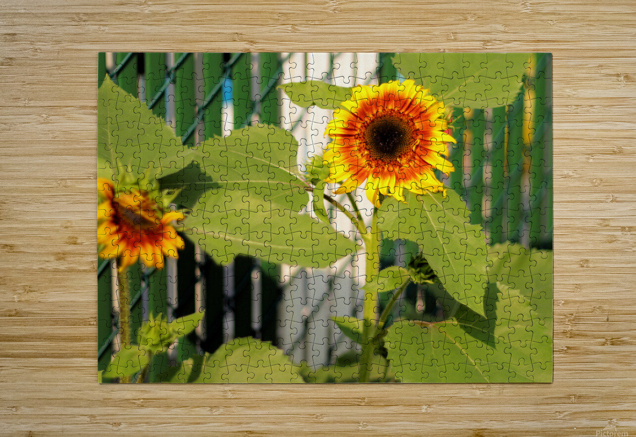 Sunflowers on the Fence Bob McCulloch Puzzle printing