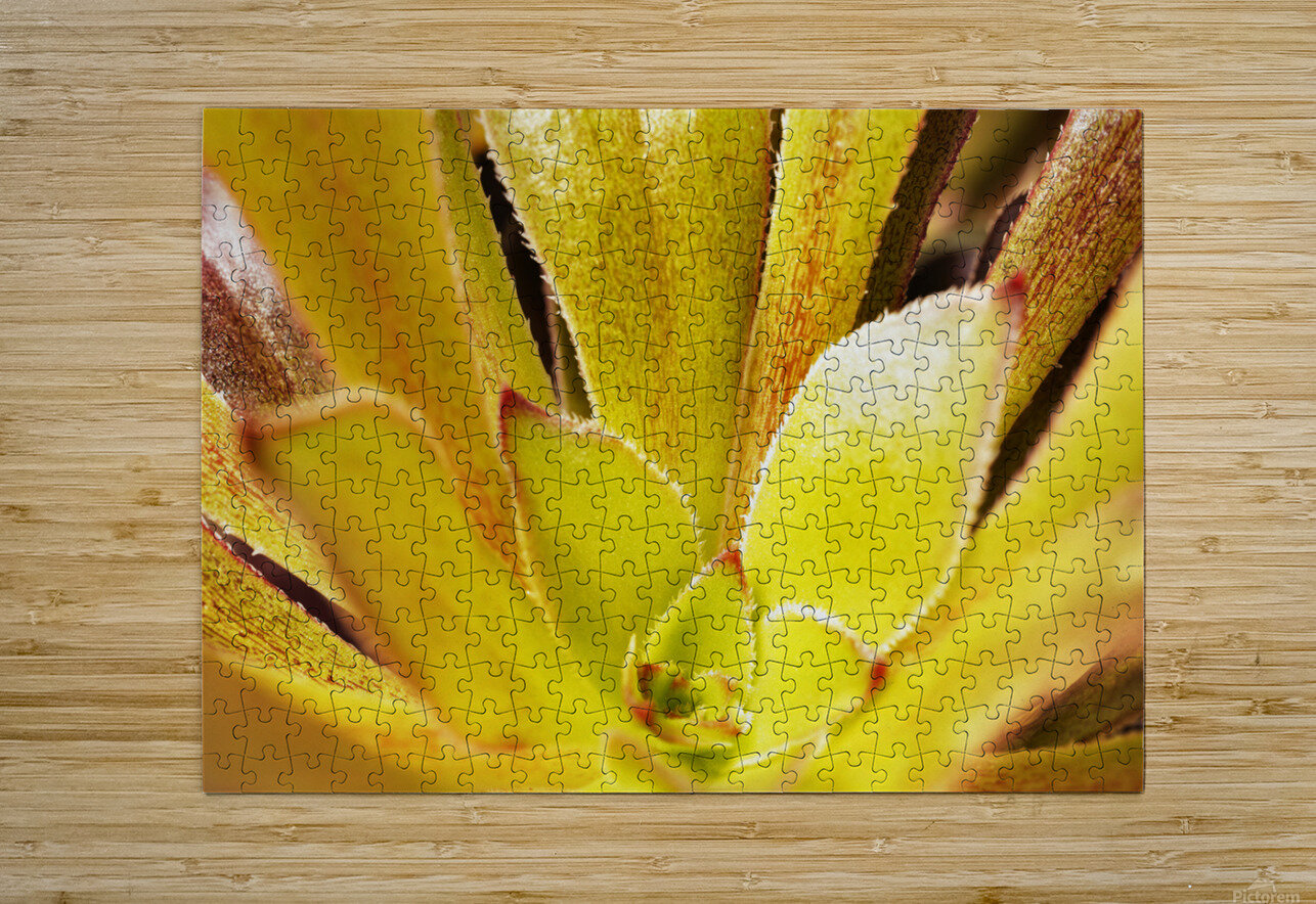 Houseleek  sempervivim plant detail victimewalker Puzzle printing