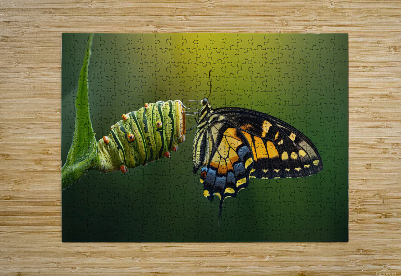 metamorphosis Joaquin Corbalan Puzzle printing