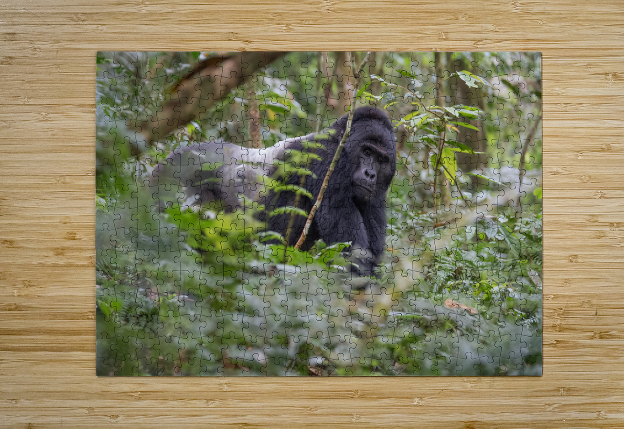 Silverback Contact David Northall Puzzle printing