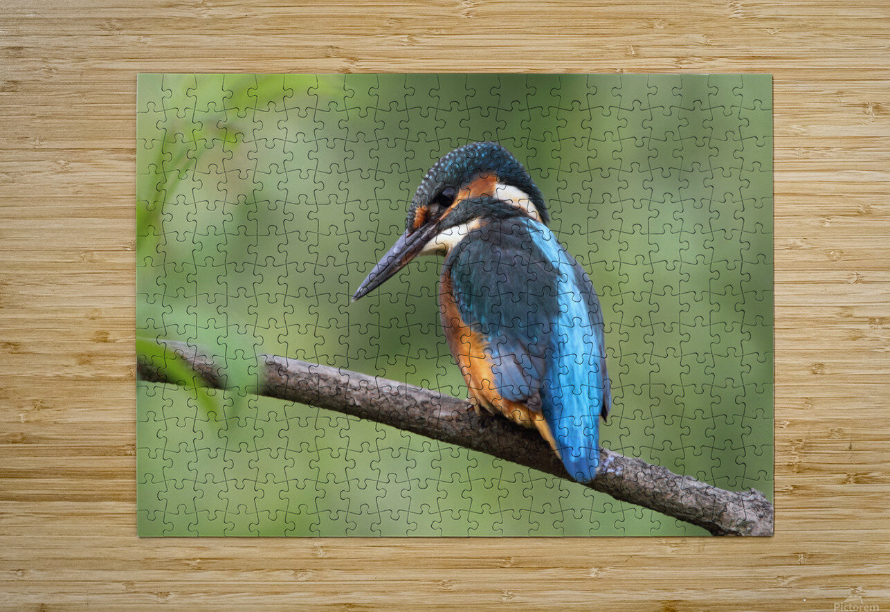 Common Kingfisher Alcedo atthis DirkR Puzzle printing