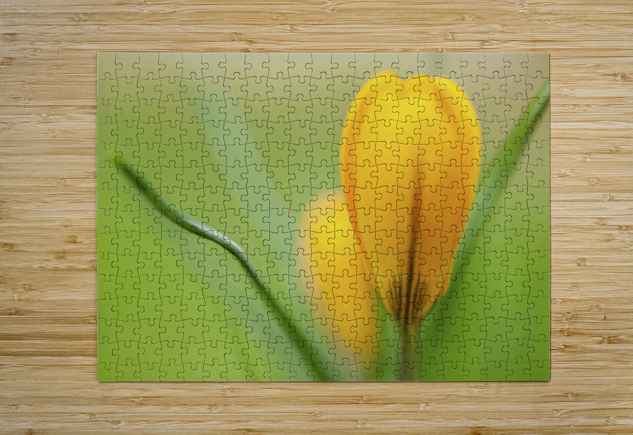 Yellow Crocus Assaf Frank Puzzle printing