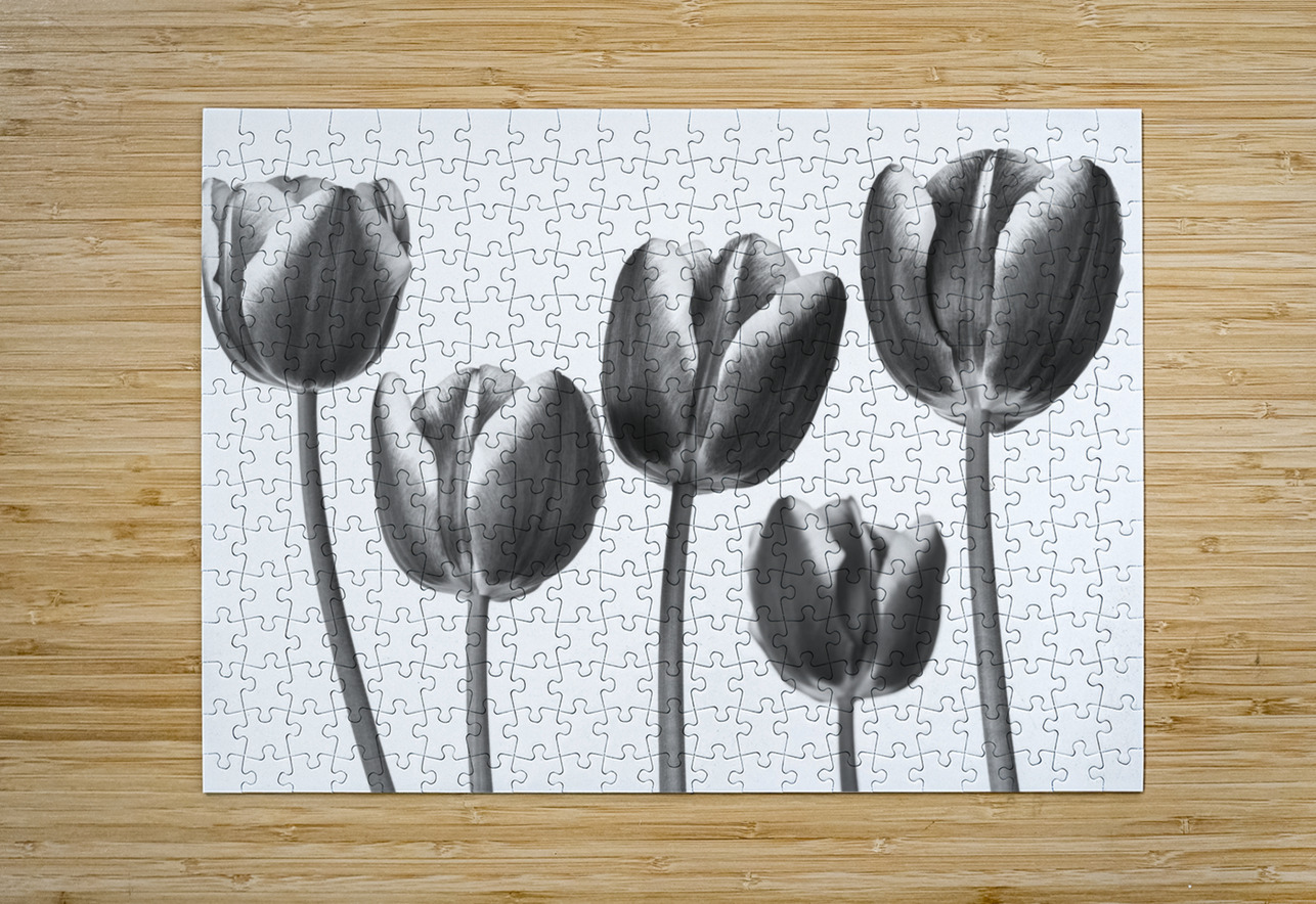 Fresh and Beautiful Tulips Assaf Frank Puzzle printing