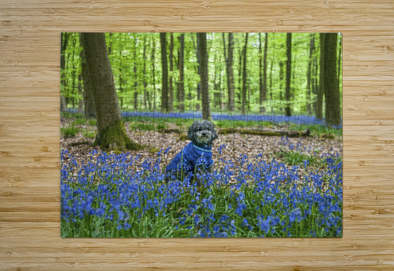 Dog in Bluebells Assaf Frank Puzzle printing