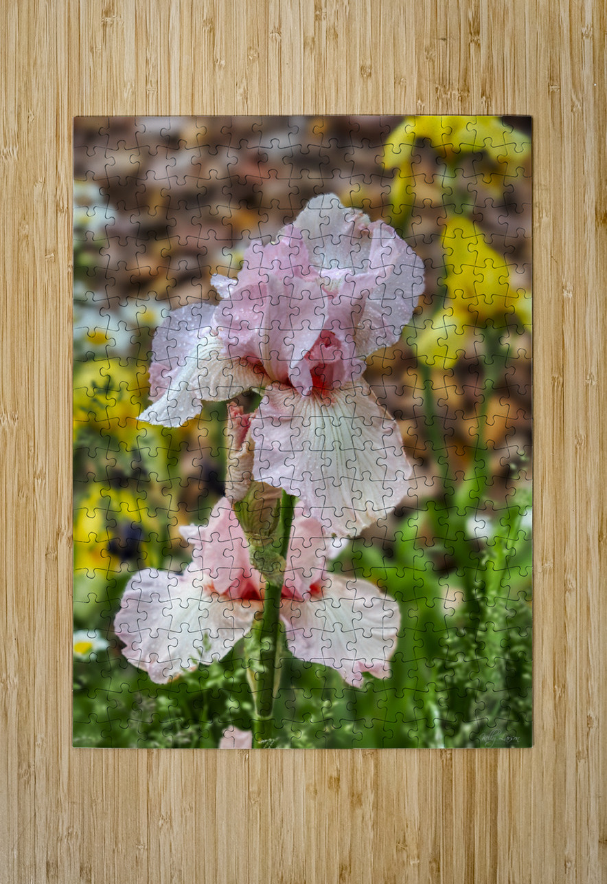 Pink Iris Kelly S Larson Puzzle printing