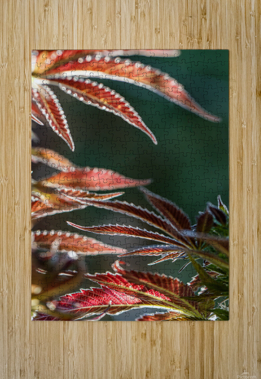 Ruby red fans Heather Marie Clark Puzzle printing