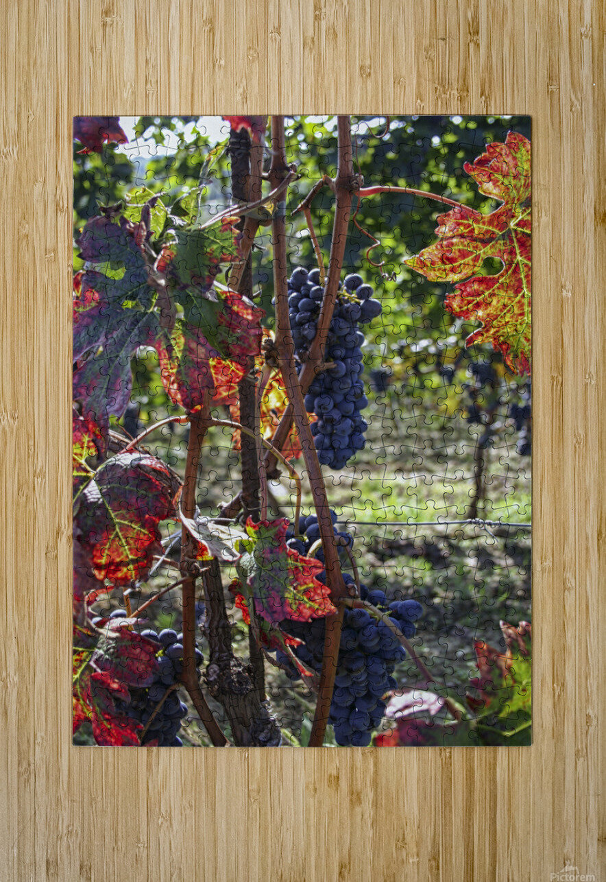 Colorful vineyard Patricia Hofmeester PHotography Puzzle printing