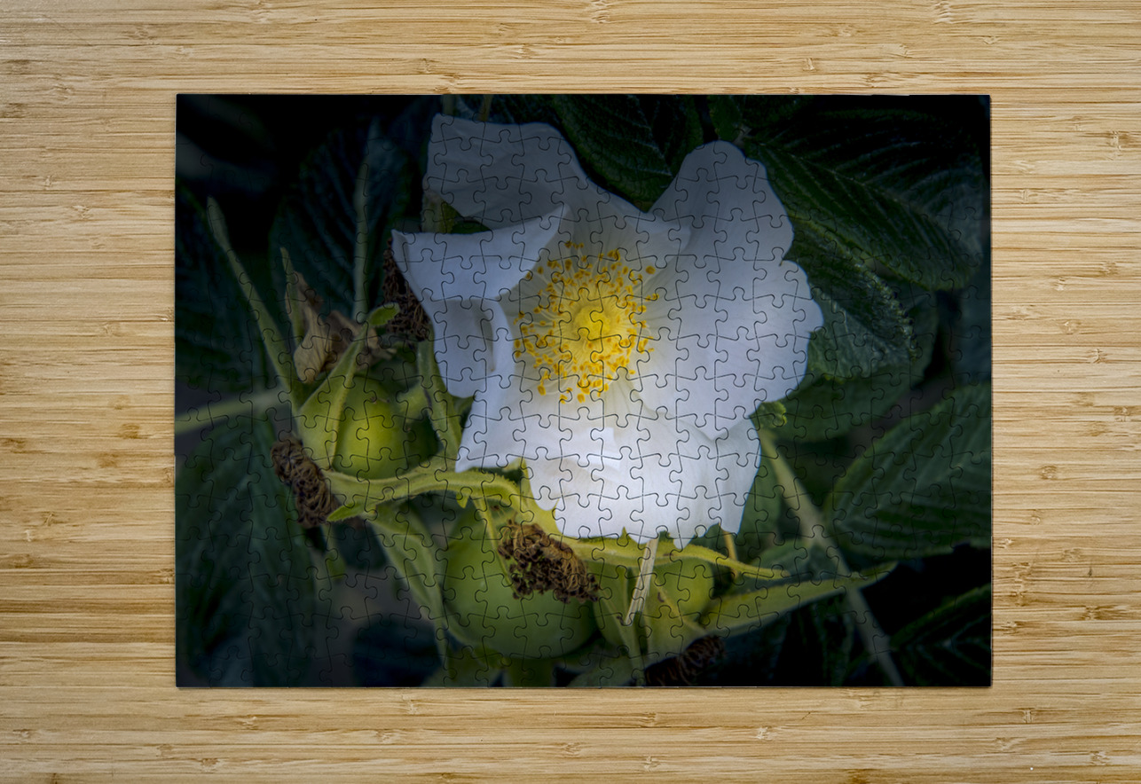 French Normandy Coastline Rose Hips Norma Brandsberg Photography Puzzle printing
