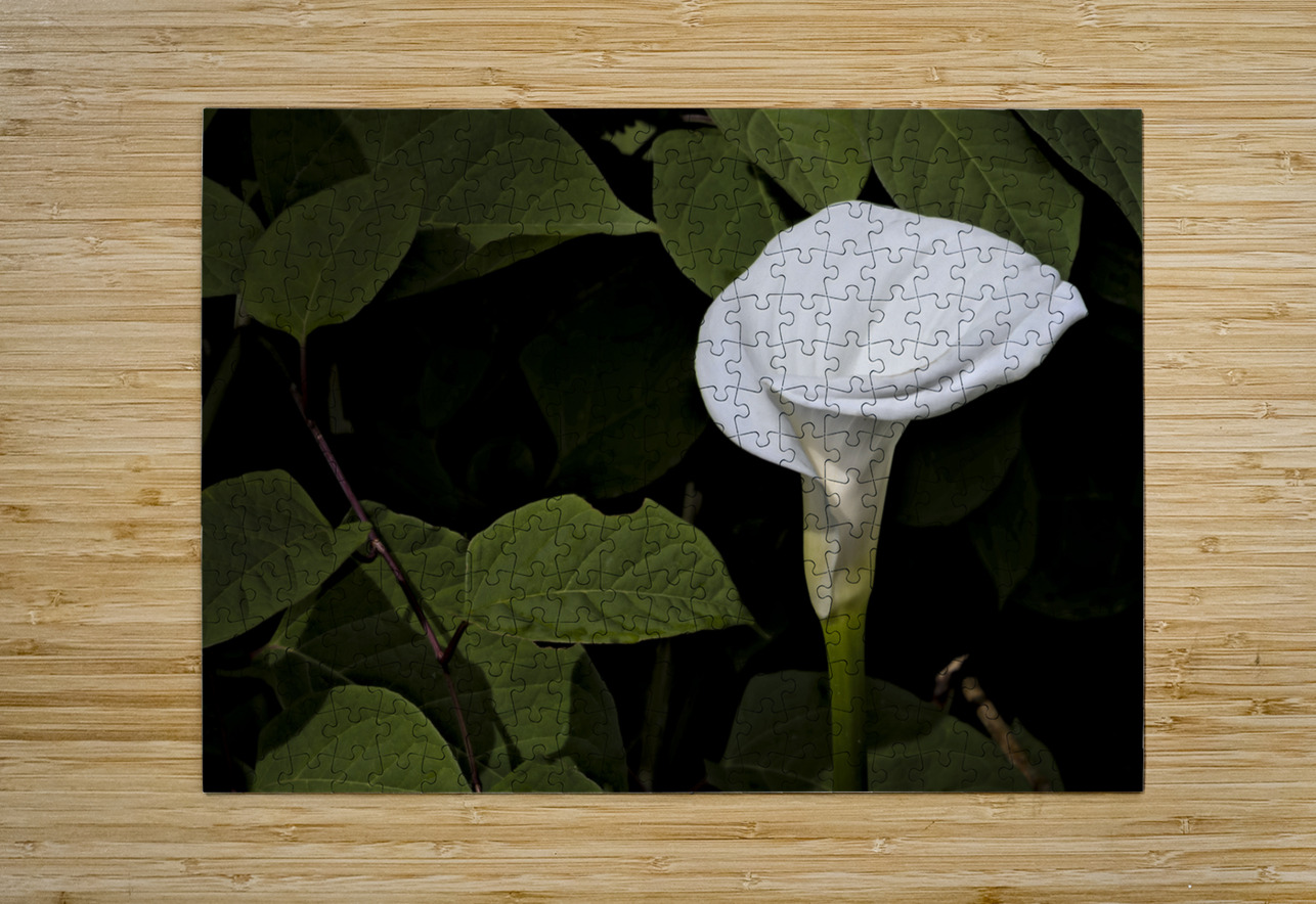 One White Calla Lily  Norma Brandsberg Photography Puzzle printing