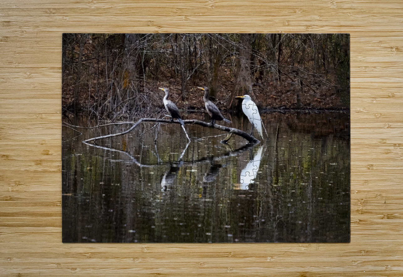 The Line-up white Egret Heron and  Coromont Norma Brandsberg Photography Puzzle printing